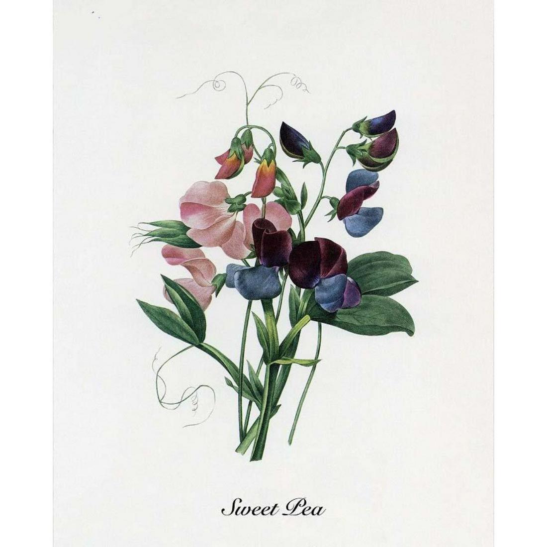 After Pierre-Jospeh Redoute, Floral Print, #70 Lois de: Modern print, after Pierre-Joseph Redoute ( French 1759-1840 ) Original Redoute stipple engravings with hand-coloring bring thousands of dollars per print. This modern re-print was created in the 1980