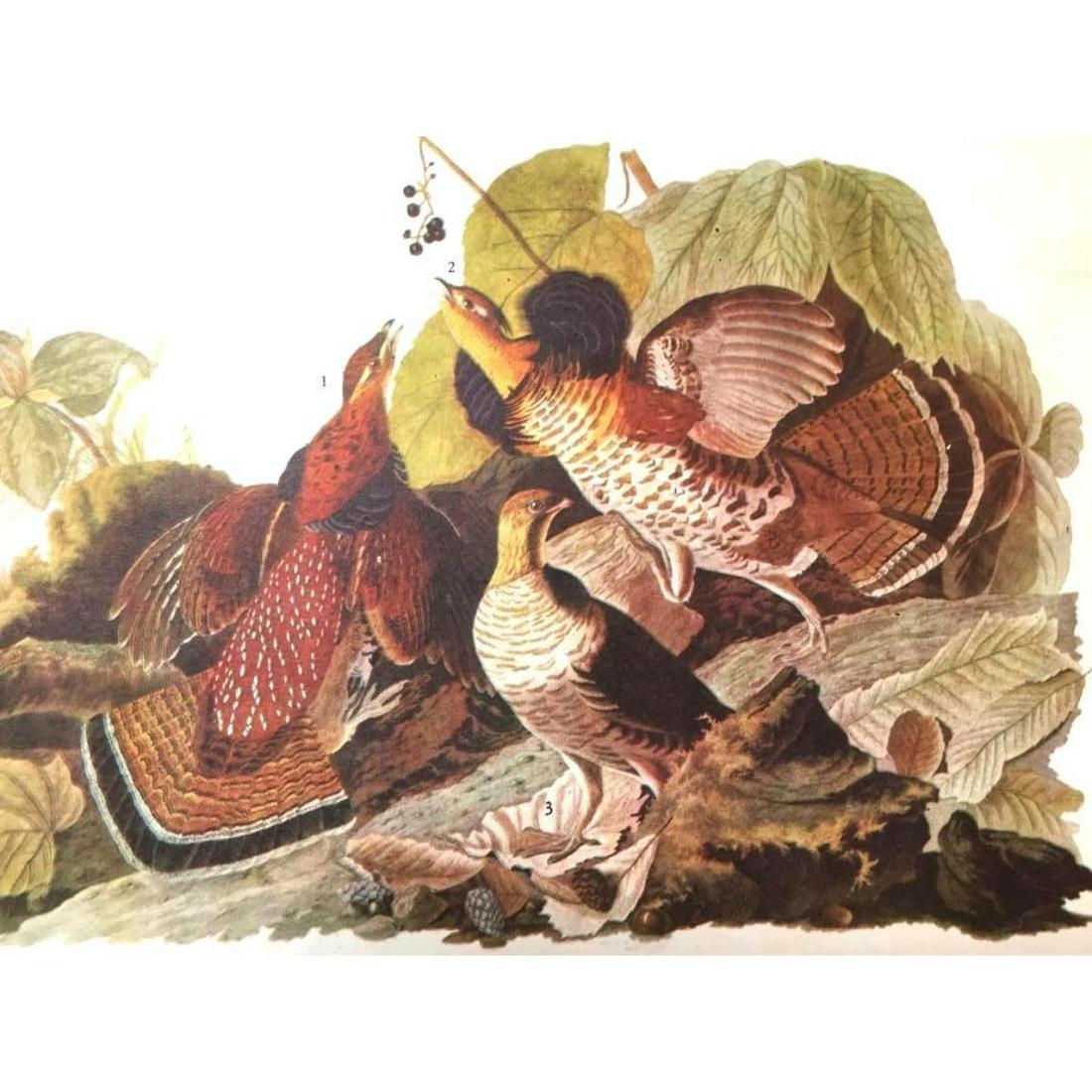 c1946 Audubon Print, #41 Ruffed Grouse: John James Audubon, book plate print, # 41 Ruffed Grouse, taken from a 1946 edition of "The Birds Of America". 8 1/2" X 11 1/2". Comes with 11" X 14" mat.