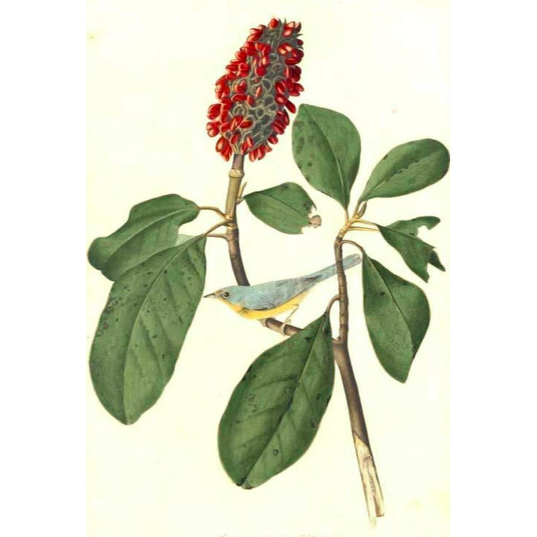 c1946 Audubon Print, #5 Canada Warbler: John James Audubon, book plate print, #5 Canada Warbler, taken from a 1946 edition of "The Birds Of America". 8 1/2" X 11 1/2". Comes with 11" X 14" mat for framing. Â