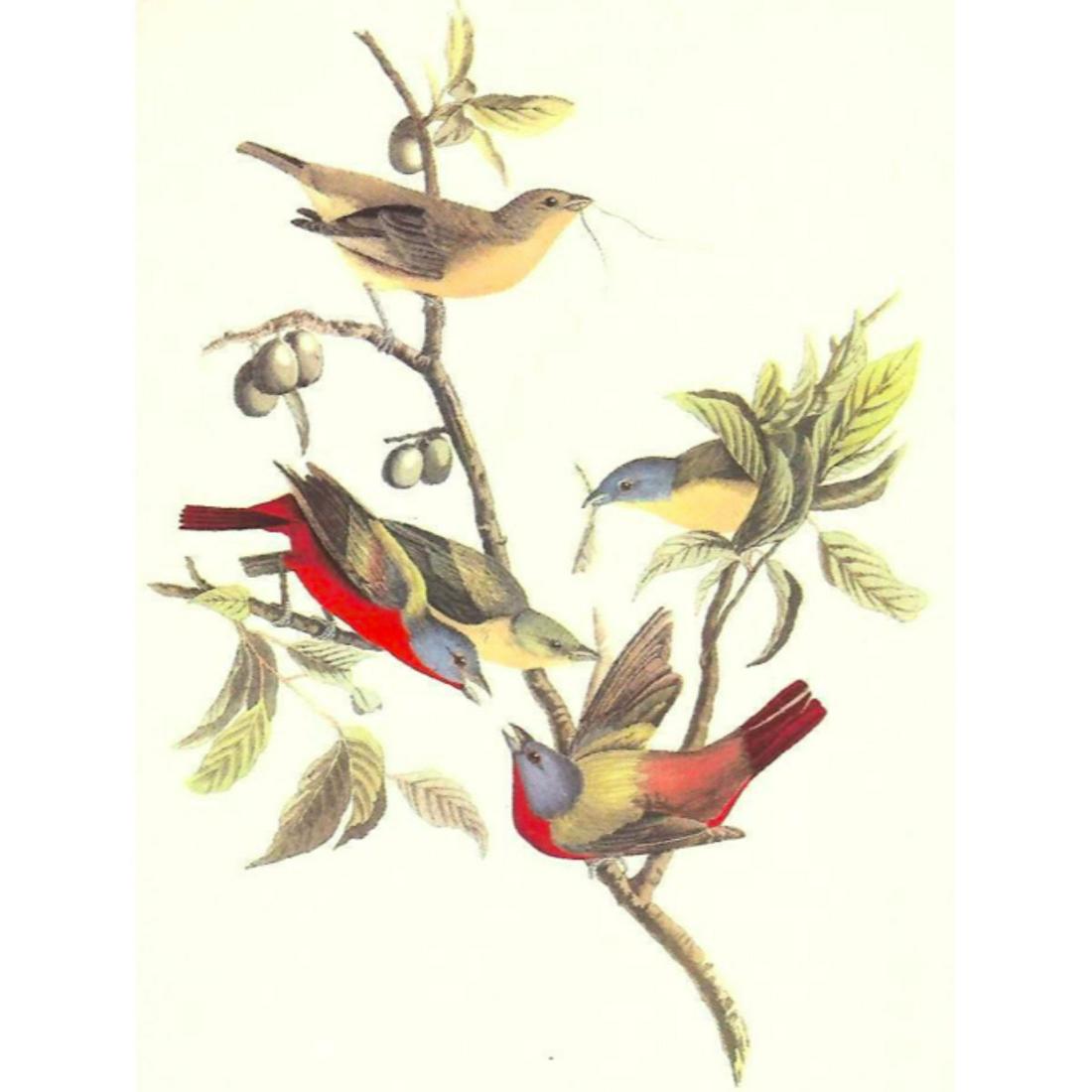 c.1950 Audubon Print, Painted Bunting: c.1950 Audubon print, Painted Bunting - vintage print, from the collection, " Audubon - Fifty Selections With Commentaries by Roger Tory Peterson". 9" X 12" print size. Comes with 11" X 14" mat board.
