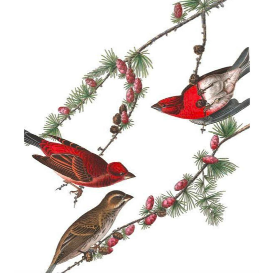 c1946 Audubon Print, #4 Purple Finch: John James Audubon, book plate print, # 4 Purple Finch, taken from a 1946 edition of "The Birds Of America". 8 1/2" X 11 1/2". Comes with 11" X 14" mat. Â