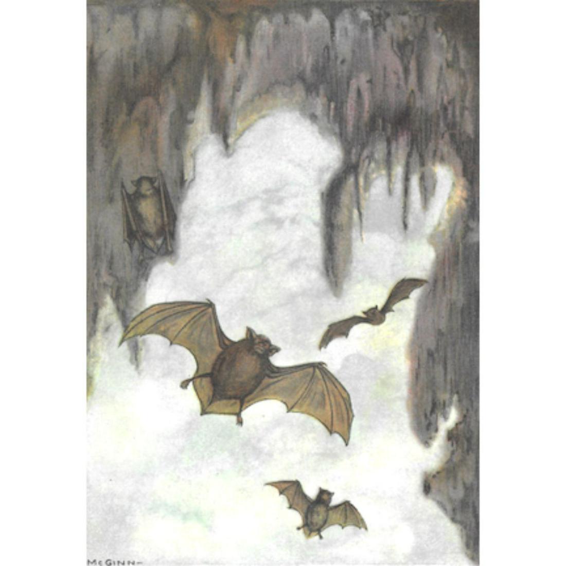 1920's Color Lithograph Print, Brown Bat: Brown Bat color lithograph print, from a 1926 edition of The Nature Library, Animals by Ernest Thomas Seton, artwork by McGinn. 5" X 8".Â