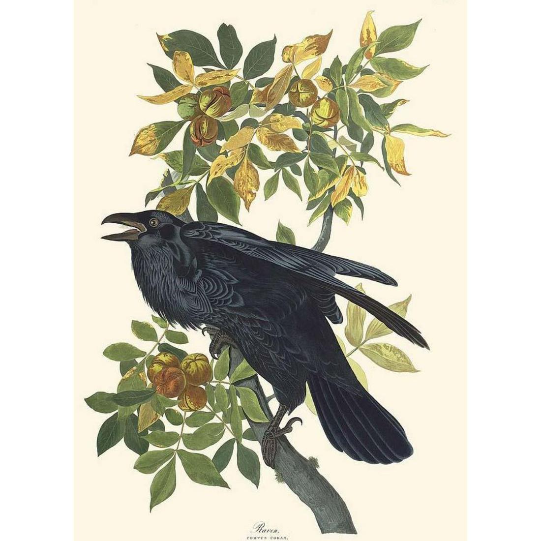 c1946 Audubon Print, #101 Raven: John James Audubon, book plate print, #101 Raven, taken from a 1946 edition of "The Birds Of America". 8 1/2" X 11 1/2". Comes with 11" X 14" mat for framing.