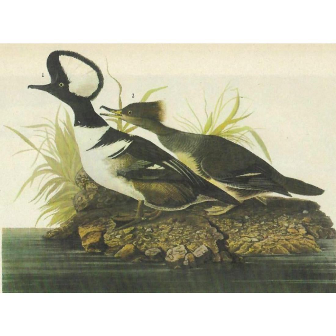 c1946 Audubon Print, #232 Hooded Merganser: John James Audubon, book plate print, # 232 Hooded Merganser, taken from a 1946 edition of "The Birds Of America." 8 1/2" X 11". Comes with 11" X 14" mat.