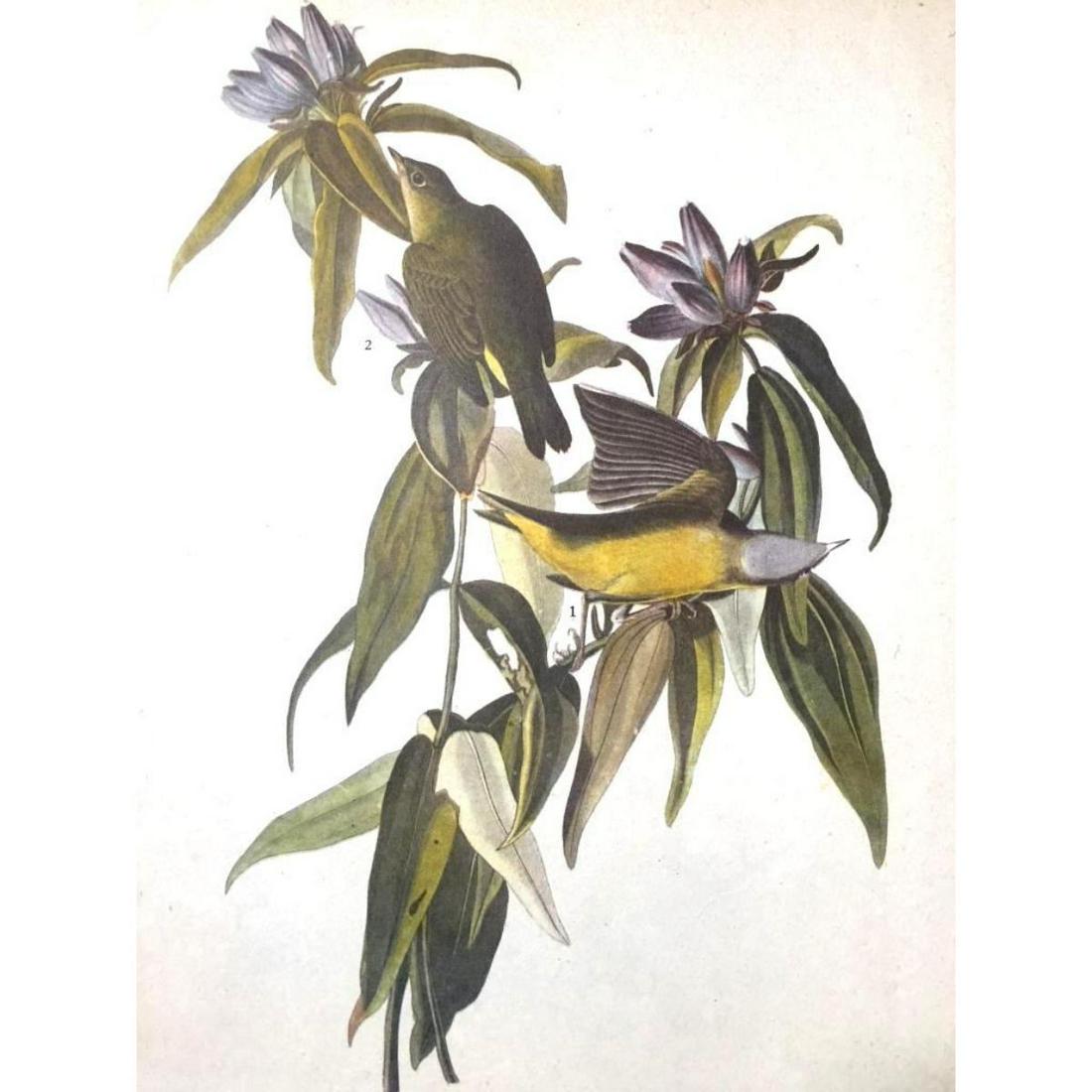 c1946 Audubon Print, #138 Connecticut Warbler: John James Audubon book plate print, from a 1946 edition of "The Birds Of America." #138 Connecticut Warbler. 9" X 11". Comes with mat.