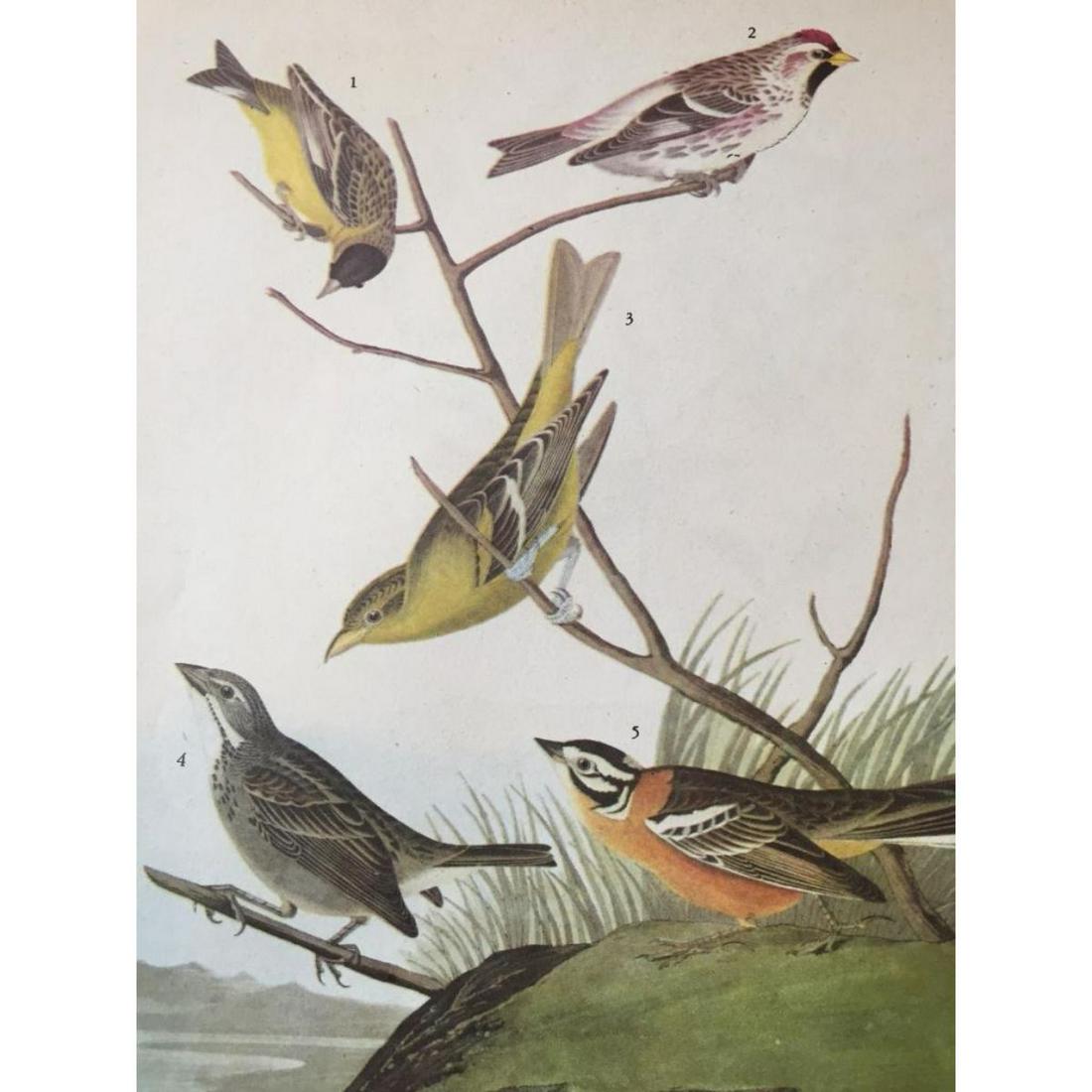 c1946 Audubon Print, #400 Finches & Tanager: John James Audubon book plate print, from a 1946 edition of "The Birds Of America." #400 Finches And Tanager. Arkansas Goldfinch, Horary Redpoll, Western Tanager, Townsend's Bunting, & Smith's Longspu