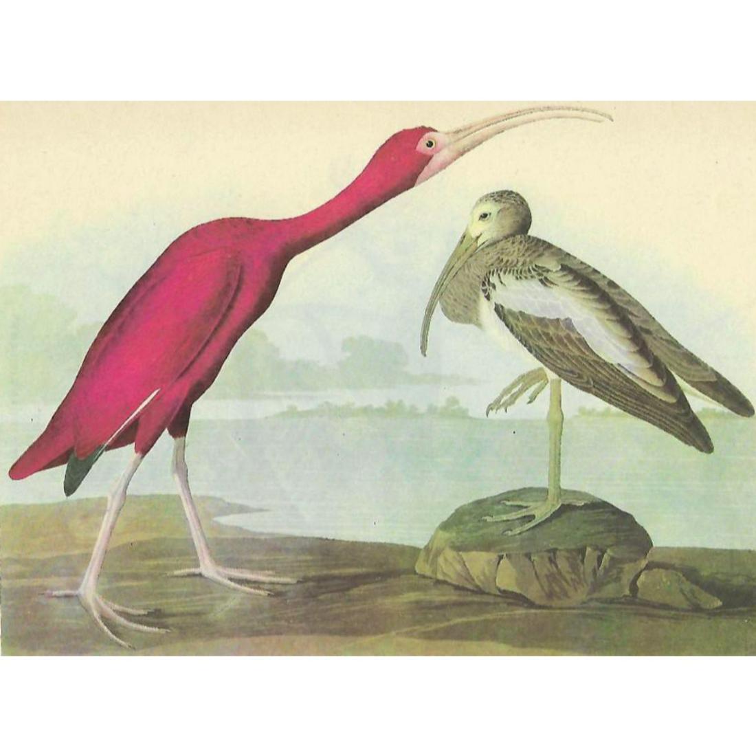 c1946 Audubon Print, #397 Scarlet Ibis: John James Audubon, book plate print, # 397 Scarlet Ibis, taken from a 1946 edition of "The Birds Of America." 8 1/2" X 11". Comes with 11" X 14" mat.
