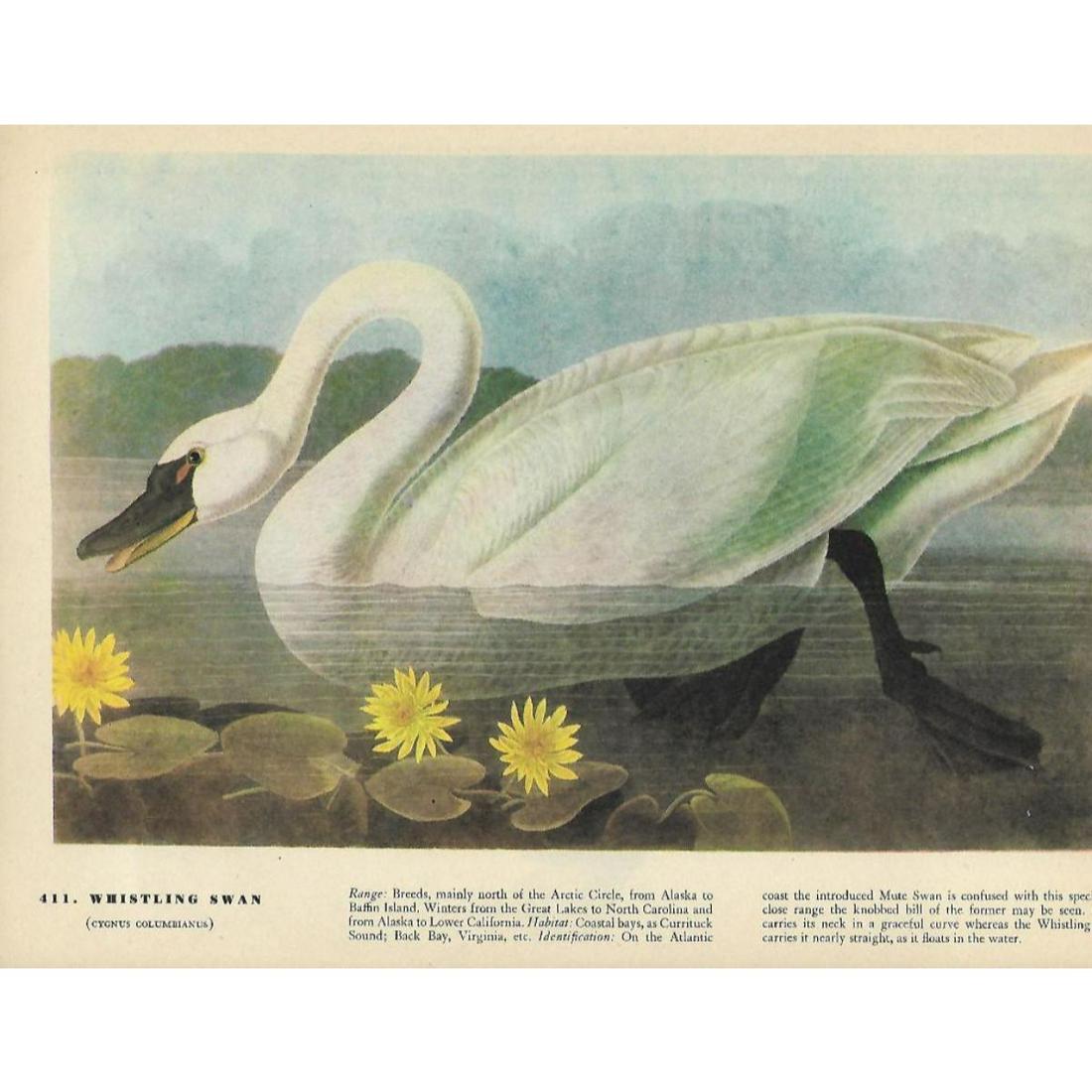 c1946 Audubon Print, #411 Whistling Swan: John James Audubon, book plate print, from a 1946 edition of "The Birds of America". #411 Whistling Swan. 8 1/2" X 11 1/2". Comes with 11 X 14" mat.