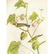 c1946 Audubon Print, #69 Bay-Breasted Warbler