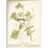 c1946 Audubon Print, #69 Bay-Breasted Warbler - 2