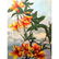 1920's Azalea Color Lithograph Print - 2