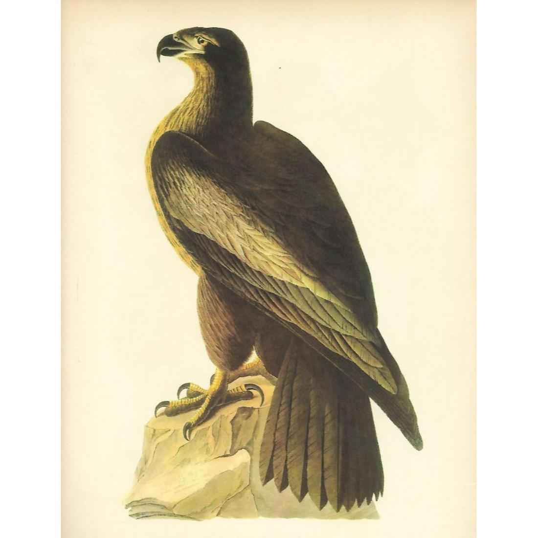 c1946 Audubon Print, #11 Bald Eagle: John James Audubon print, from a 1946 edition of "The Birds Of America". Bald Eagle # 11. 8 1/2" X 11". Comes with 11" X 14" mat.