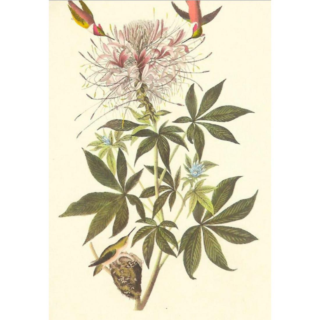 c1950 Audubon Print, Rufus Hummingbird: c1950 Audubon print, Rufus Hummingbird - vintage print, from the collection, " Audubon - Fifty Selections With Commentaries by Roger Tory Peterson". 9" X 12" print size. Comes with 11" X 14" mat board