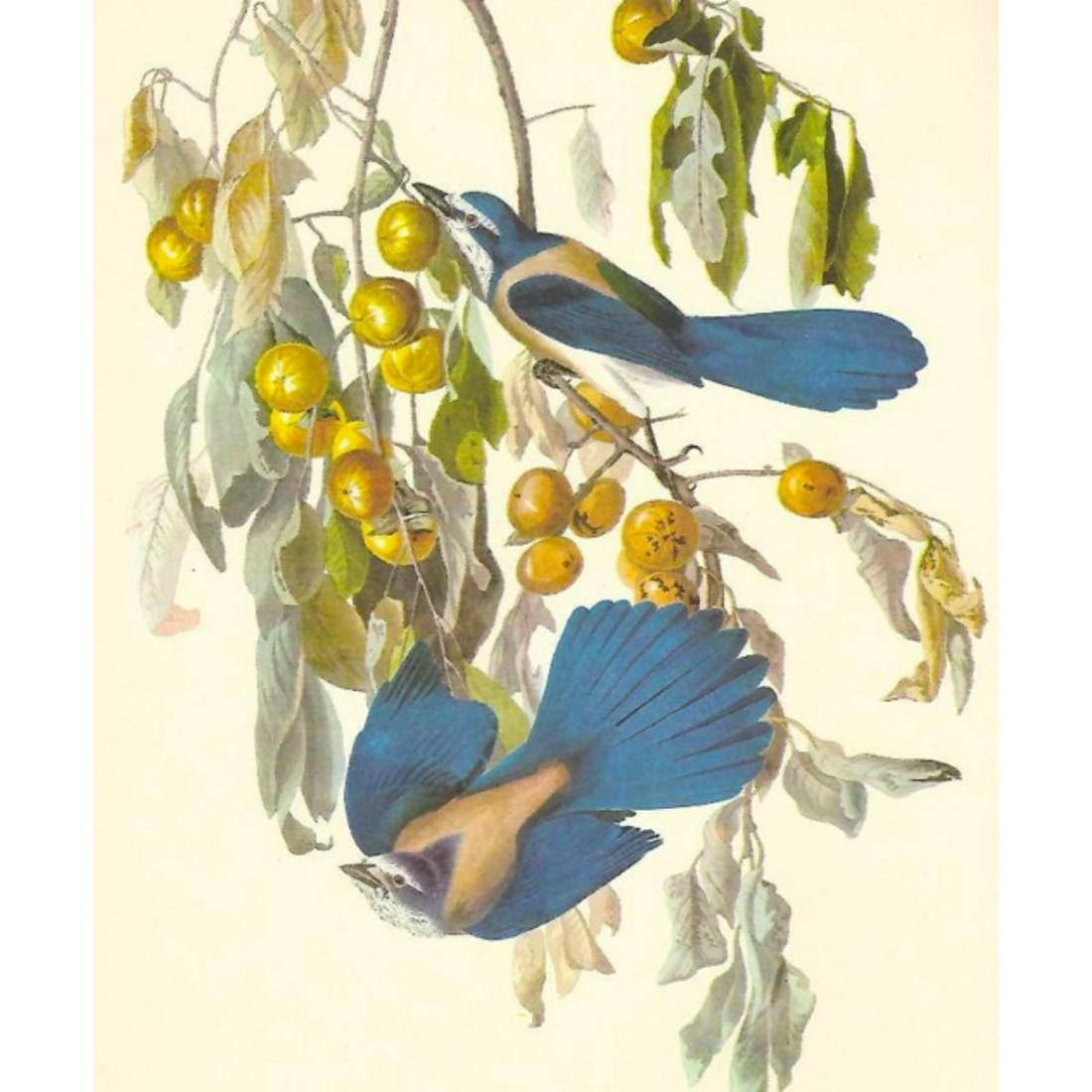 c1950 Audubon Print, Florida or Scrub Jay: c1950 Audubon print, Florida or Scrub Jay - vintage print, from the collection, " Audubon - Fifty Selections With Commentaries by Roger Tory Peterson". 9" X 12" print size. Comes with 11" X 14" mat bo