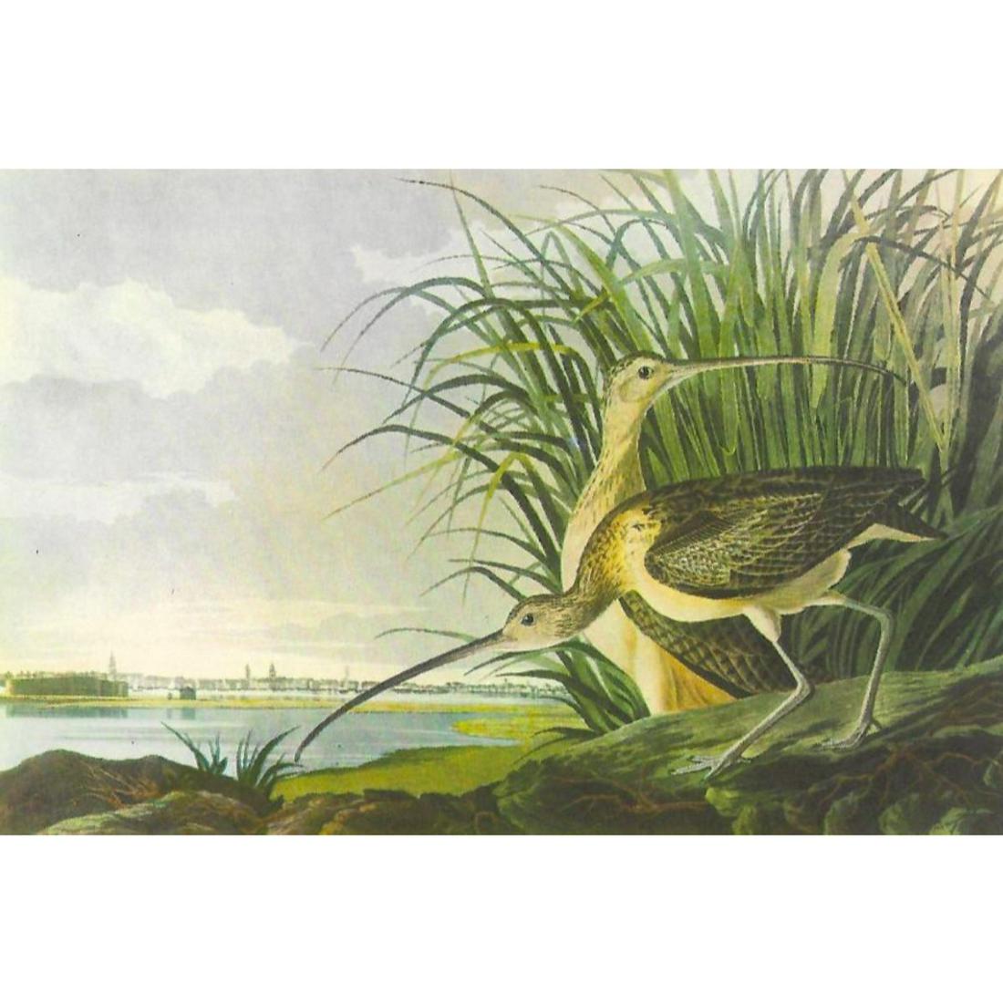 c1950 Audubon Print, Long-Billed Curlow: c1950 Audubon print, Long-Billed Curlow - vintage print, from the collection, " Audubon - Fifty Selections With Commentaries by Roger Tory Peterson". 9" X 12" print size. Comes with 11" X 14" mat boar