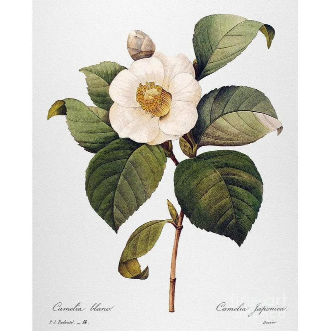 After Pierre-Jospeh Redoute, Floral Print, #14 Camelia: Modern print, after Pierre-Joseph Redoute ( French 1759-1840 ) Original Redoute stipple engravings with hand-coloring bring thousands of dollars per print. This modern re-print was created in the 1980
