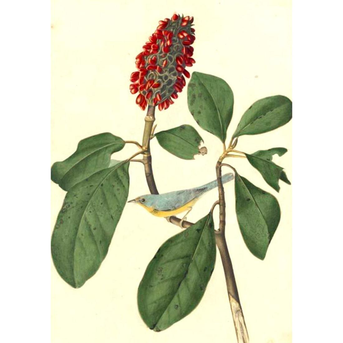 c1946 Audubon Print, #5 Canada Warbler: John James Audubon, book plate print, #5 Canada Warbler, taken from a 1946 edition of "The Birds Of America". 8 1/2" X 11 1/2". Comes with 11" X 14" mat for framing.