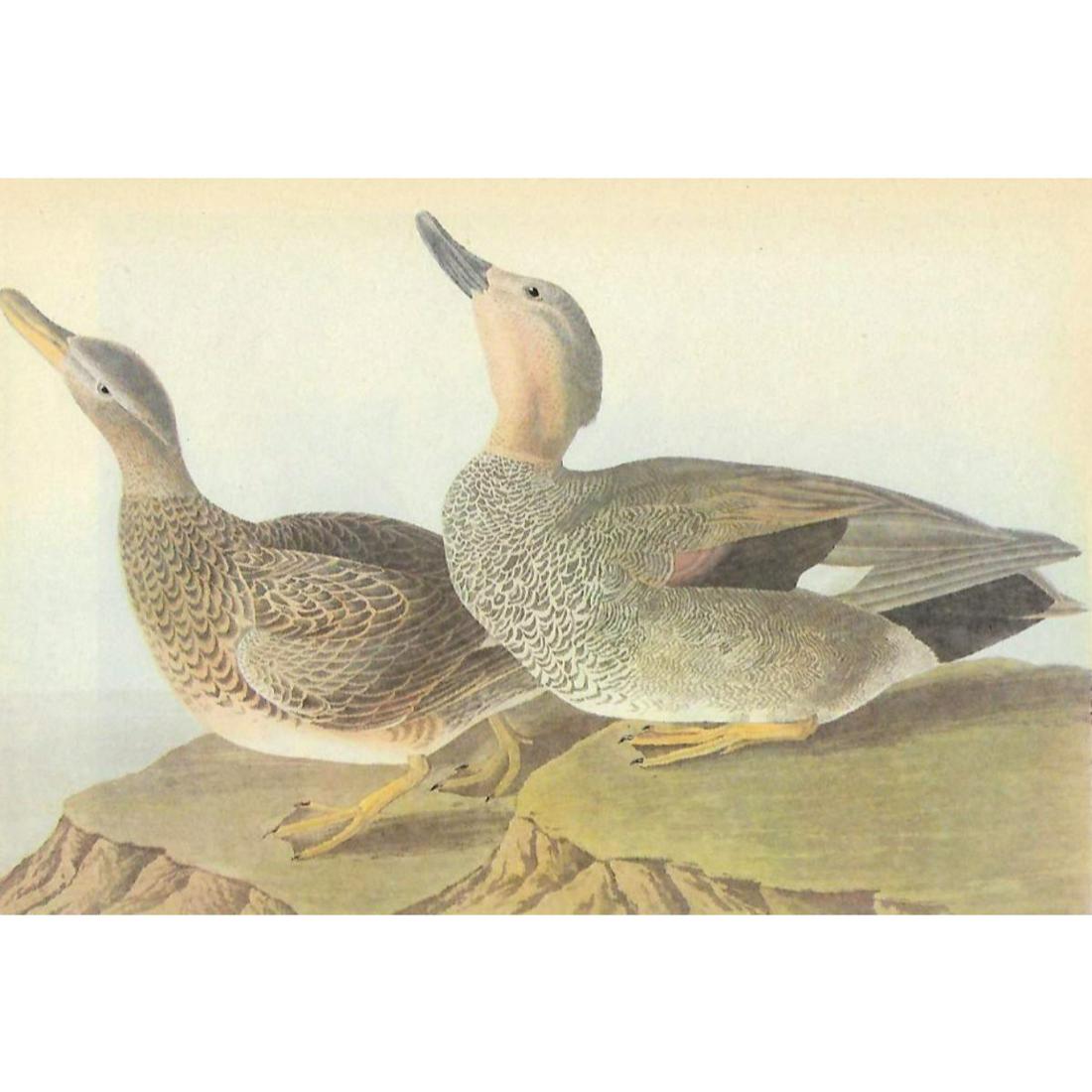 c1946 Audubon Print, #348 Gadwall: John James Audubon, book plate print, # 348 Gadwall, taken from a 1946 edition of "The Birds Of America." 8 1/2" X 11". Comes with 11" X 14" mat.