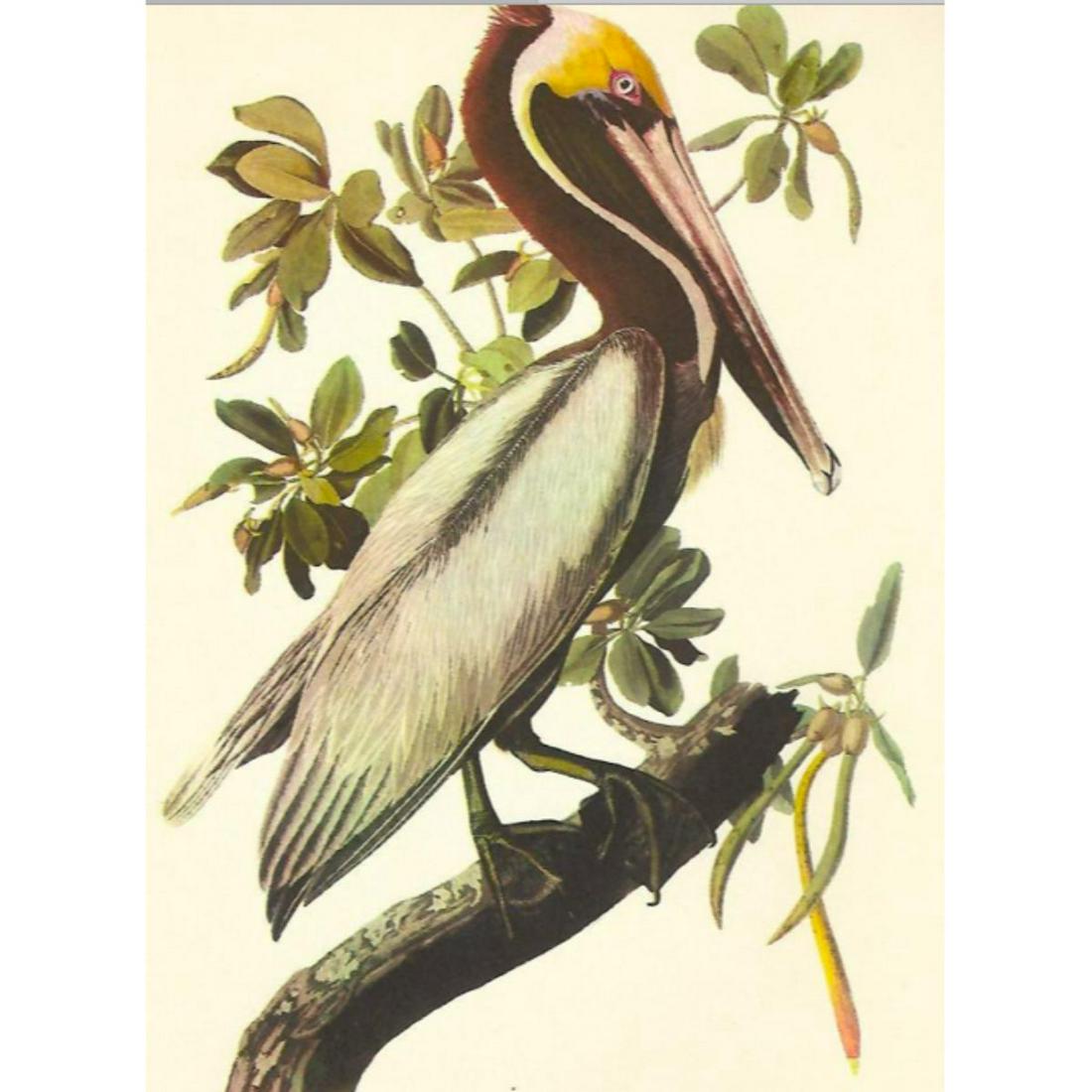 c.1950 Audubon Print, Brown Pelican: c.1950 Audubon print, Brown Pelican - vintage print, from the collection, " Audubon - Fifty Selections With Commentaries by Roger Tory Peterson". 9" X 12" print size. Comes with 11" X 14" mat board.