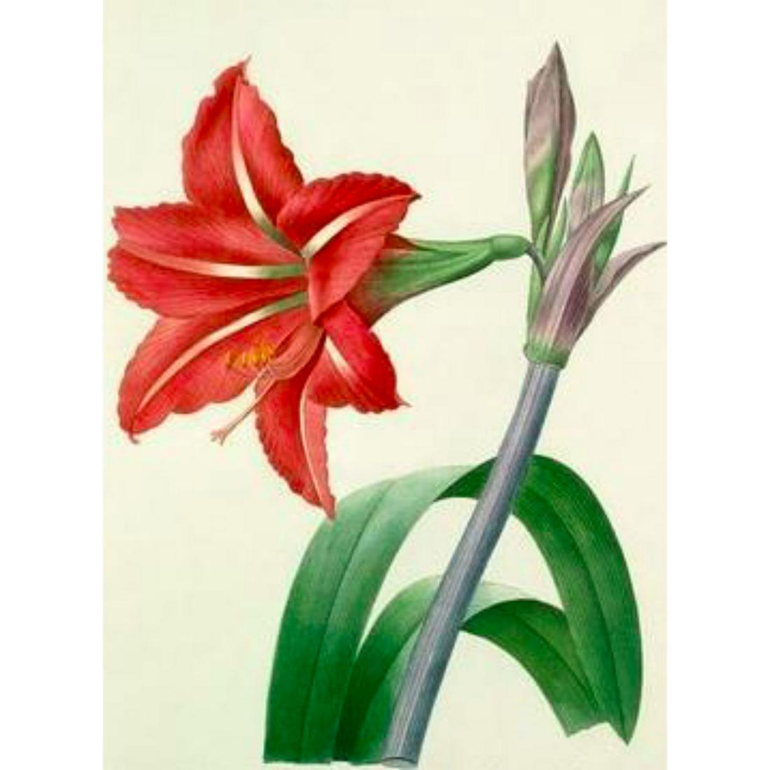 After Pierre-Jospeh Redoute, Floral Print, #4 Amaryllis: Modern print, after Pierre-Joseph Redoute ( French 1759-1840 ) Original Redoute stipple engravings with hand-coloring bring thousands of dollars per print. This modern re-print was created in the 1980