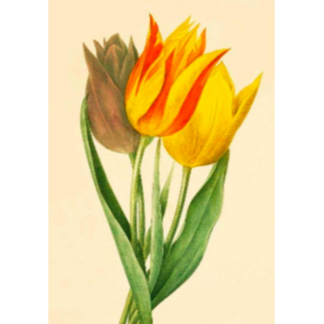 After Pierre-Jospeh Redoute, Floral Print, #141 Tulip: Modern print, after Pierre-Joseph Redoute ( French 1759-1840 ) Original Redoute stipple engravings with hand-coloring bring thousands of dollars per print. This modern re-print was created in the 1980