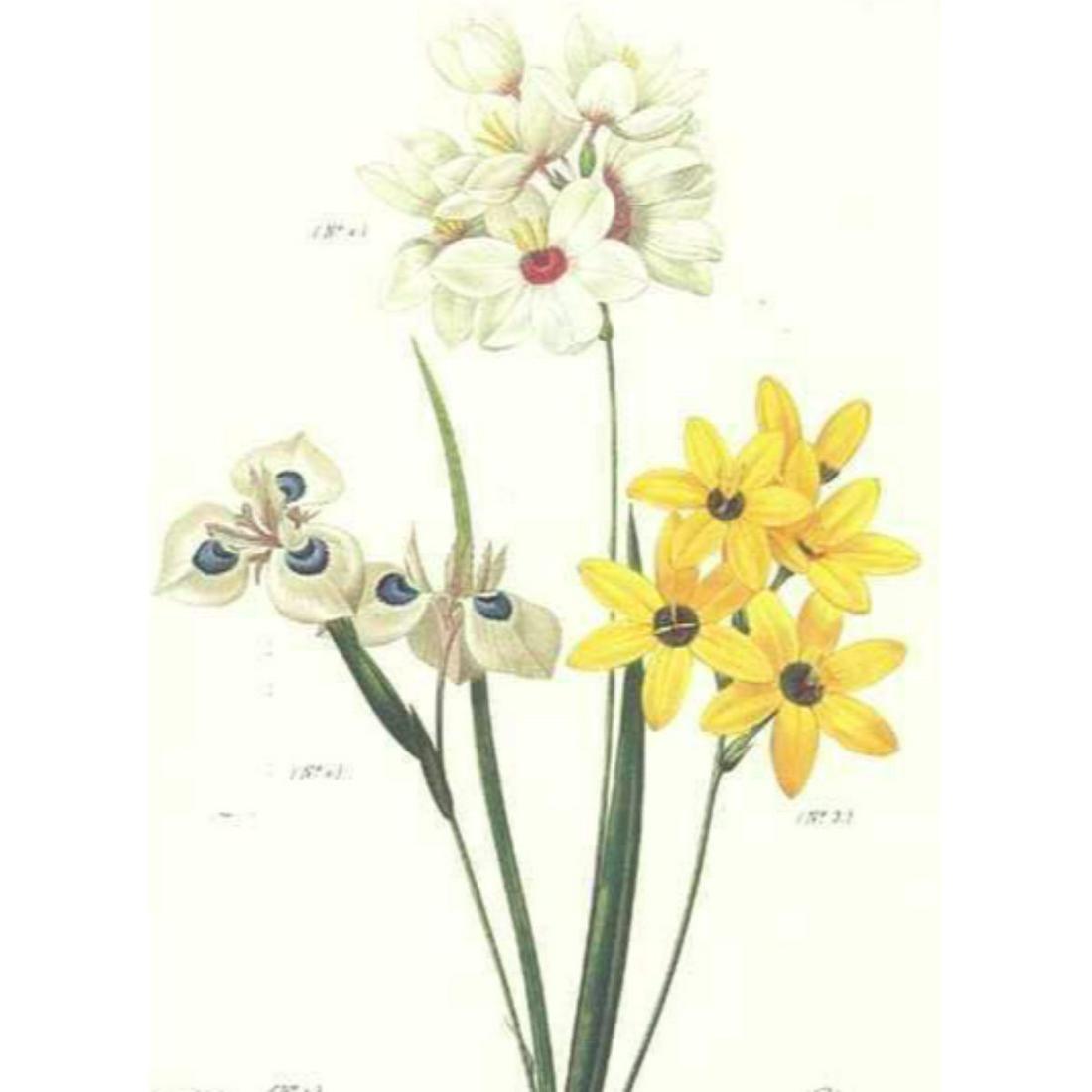After Pierre-Jospeh Redoute, Floral Print, #144: Modern print, after Pierre-Joseph Redoute ( French 1759-1840 ) Original Redoute stipple engravings with hand-coloring bring thousands of dollars per print. This modern re-print was created in the 1980