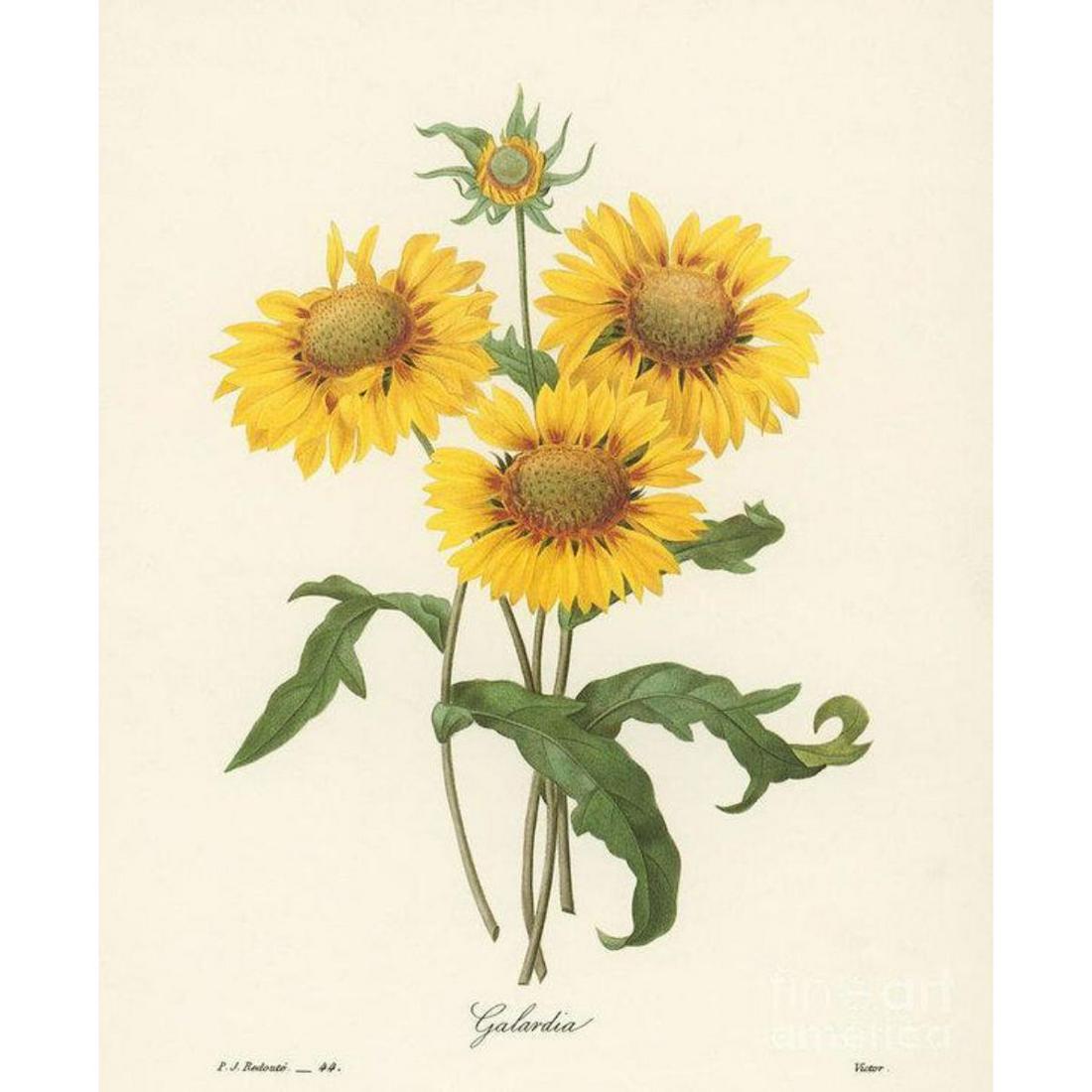After Pierre-Jospeh Redoute, Floral Print, #44 Galardia: Modern print, after Pierre-Joseph Redoute ( French 1759-1840 ) Original Redoute stipple engravings with hand-coloring bring thousands of dollars per print. This modern re-print was created in the 1980