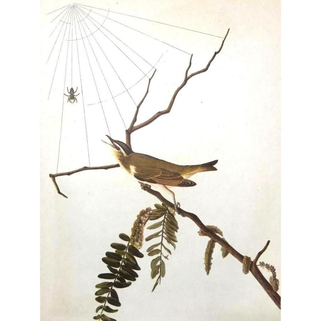 c1946 Audubon Print, #150 Red-Eyed Vireo: John James Audubon print, from a 1946 edition of "The Birds Of America". Red-Eyed Vireo 8 1/2" X 11". Comes with 11" X 14" mat mat.