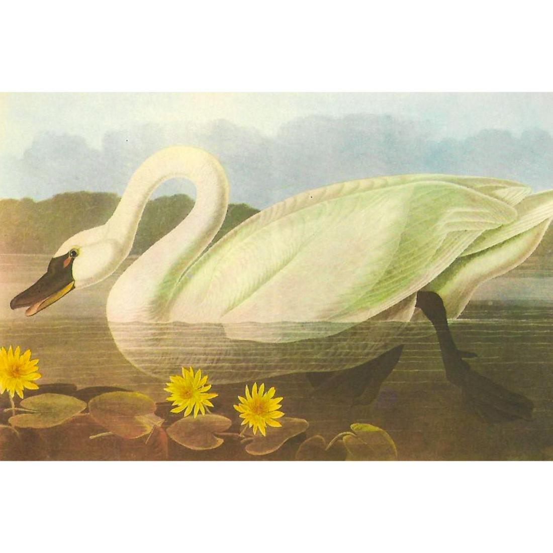 c1950 Audubon Print, Whistling Swan: c1950 Audubon print, Whistling Swan - vintage print, from the collection, " Audubon - Fifty Selections With Commentaries by Roger Tory Peterson". 9" X 12" print size. Comes with 11" X 14" mat board.