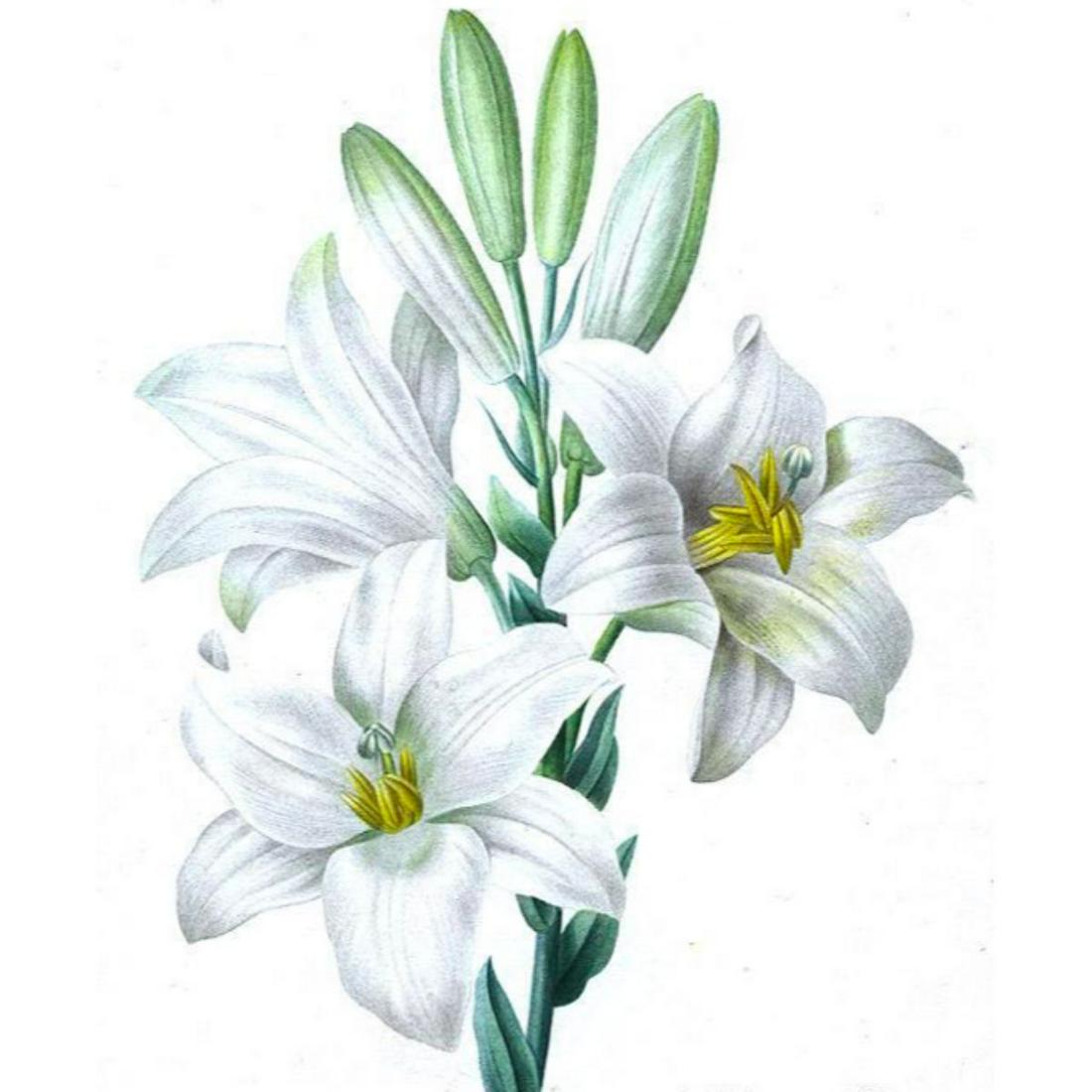 After Pierre-Jospeh Redoute, Floral Print, #76 Le Lis: Modern print, after Pierre-Joseph Redoute ( French 1759-1840 ) Original Redoute stipple engravings with hand-coloring bring thousands of dollars per print. This modern re-print was created in the 1980