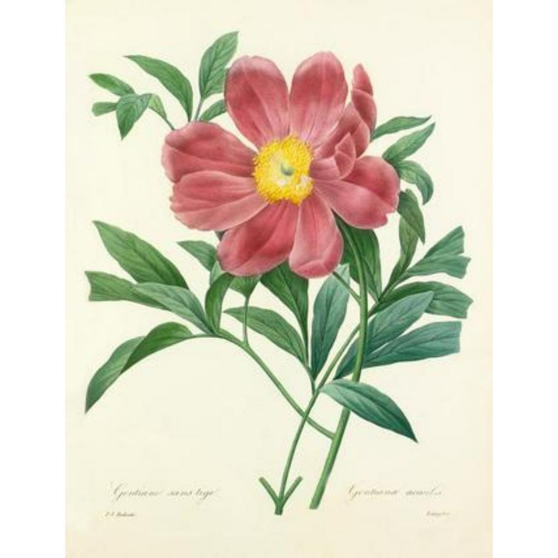 After Pierre-Jospeh Redoute, Floral Print, #105 Pivoine: After Pierre-Jospeh Redoute, Floral Print, #105 Pivoine officinal a fleurs simples (Peony) Modern print, after Pierre-Joseph Redoute ( French 1759-1840 ) Original Redoute stipple engravings with hand-