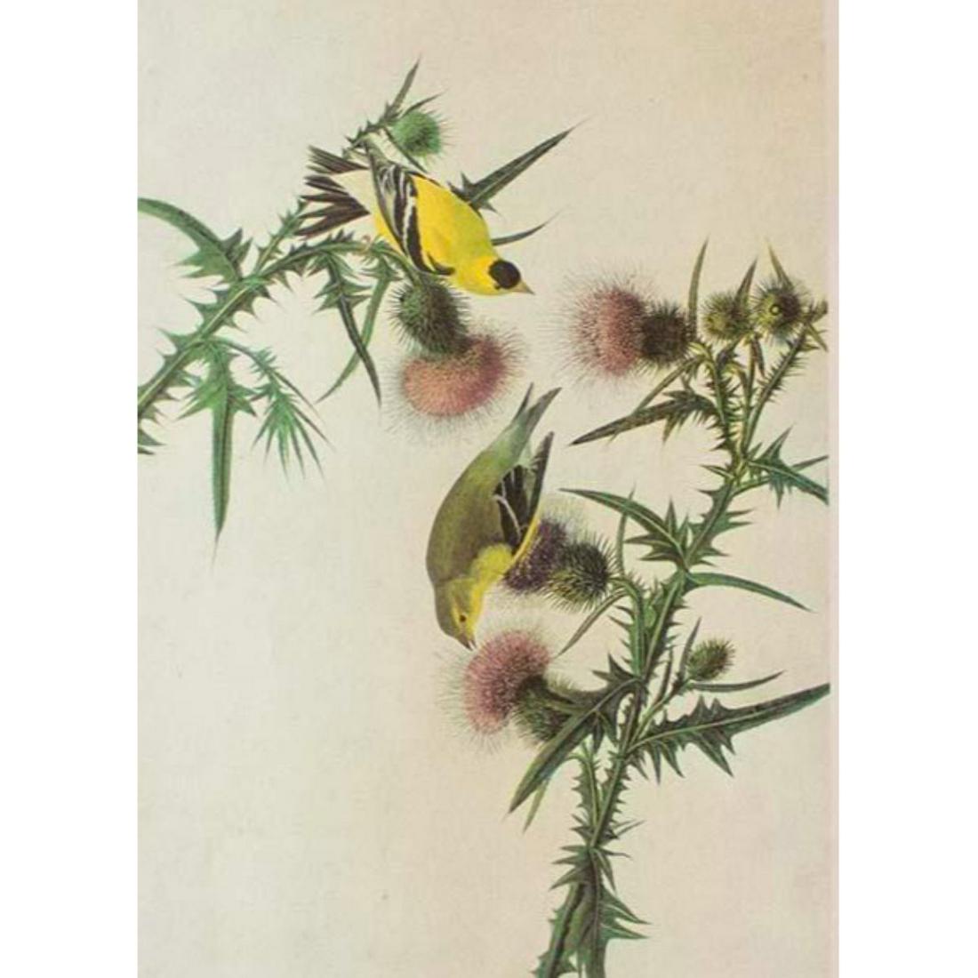 c1946 Audubon Print, #33 Goldfinch: John James Audubon, book plate print, # 33 Goldfinch, taken from a 1946 edition of "The Birds Of America". 8 1/2" X 11 1/2". Comes with 11" X 14" mat.