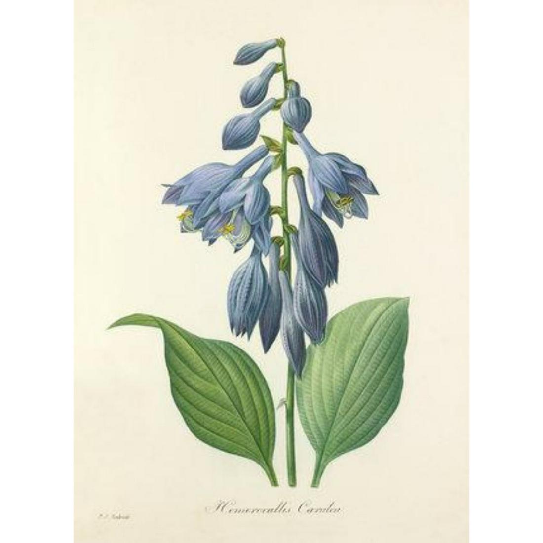 After Pierre-Jospeh Redoute, Floral Print, #53: Modern print, after Pierre-Joseph Redoute ( French 1759-1840 ) Original Redoute stipple engravings with hand-coloring bring thousands of dollars per print. This modern re-print was created in the 1980