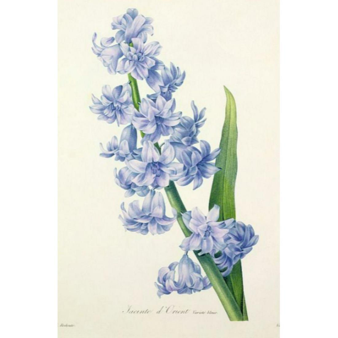 After Pierre-Jospeh Redoute, Floral Print, #66 Hacinthe: Modern print, after Pierre-Joseph Redoute ( French 1759-1840 ) Original Redoute stipple engravings with hand-coloring bring thousands of dollars per print. This modern re-print was created in the 1980
