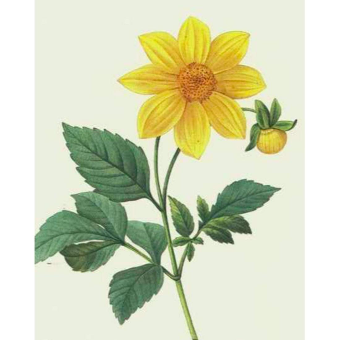 After Pierre-Jospeh Redoute, Floral Print, #29 Dalhia: Modern print, after Pierre-Joseph Redoute ( French 1759-1840 ) Original Redoute stipple engravings with hand-coloring bring thousands of dollars per print. This modern re-print was created in the 1980