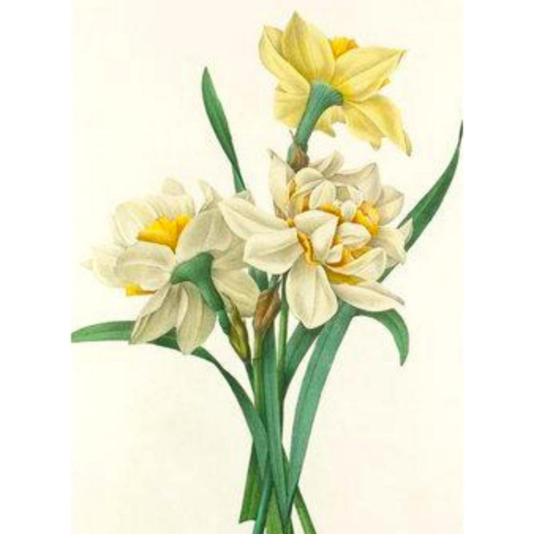 After Pierre-Jospeh Redoute, Floral Print, #82: Modern print, after Pierre-Joseph Redoute ( French 1759-1840 ) Original Redoute stipple engravings with hand-coloring bring thousands of dollars per print. This modern re-print was created in the 1980