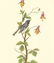 c1950 Audubon Print, Black Throated Blue Warbler