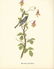 c1950 Audubon Print, Black Throated Blue Warbler - 2
