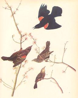 c1946 Audubon Print, #67 Red-Wing: John James Audubon, book plate print, # #67 Red-Wing, taken from a 1946 edition of "The Birds Of America". 8 1/2" X 11 1/2". Comes with 11" X 14" mat.