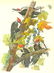 c1946 Audubon Print, #111 Pileated Woodpecker