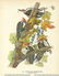 c1946 Audubon Print, #111 Pileated Woodpecker - 2