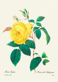 After Pierre-Jospeh Redoute, Floral Print, #122 Rosa: Modern print, after Pierre-Joseph Redoute ( French 1759-1840 ) Original Redoute stipple engravings with hand-coloring bring thousands of dollars per print. This modern re-print was created in the 1980