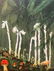 1920's Color Lithograph, Indian Pipe