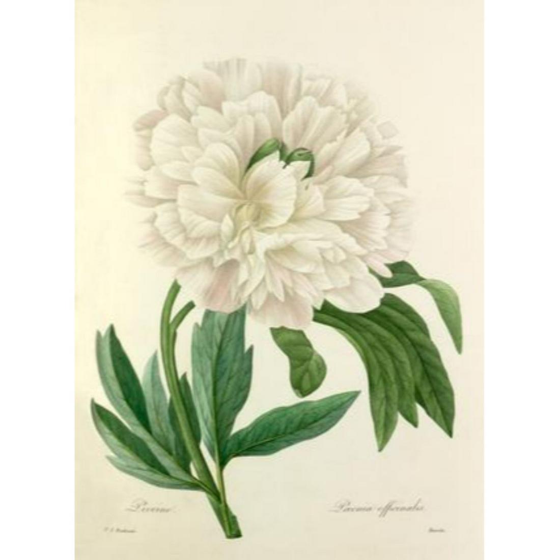 After Pierre-Jospeh Redoute, Floral Print, #104 Pivoine: Modern print, after Pierre-Joseph Redoute ( French 1759-1840 ) Original Redoute stipple engravings with hand-coloring bring thousands of dollars per print. This modern re-print was created in the 1980