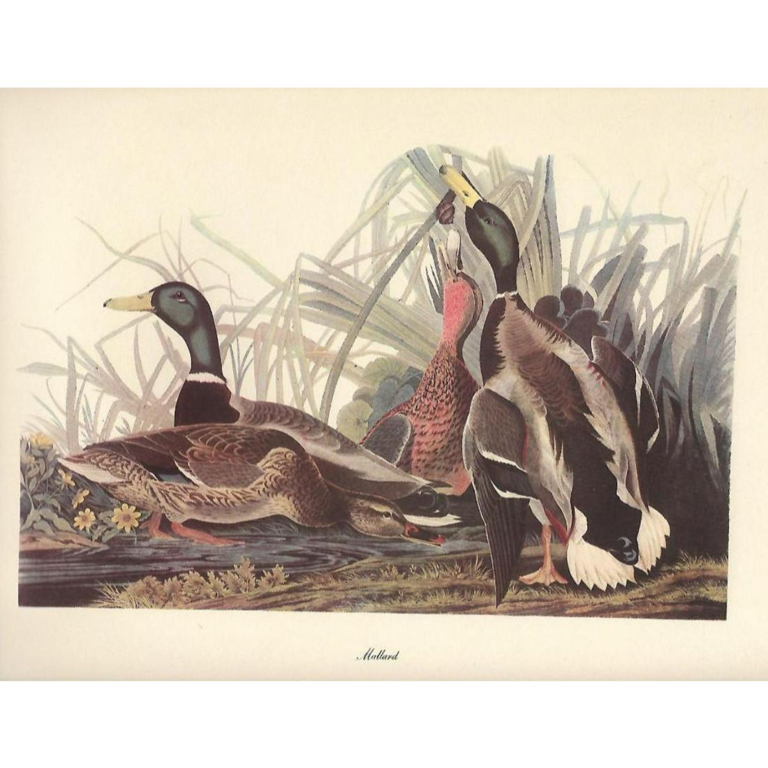 c1950 Audubon Print, Mallard: c1950 Audubon print, Mallard - vintage print, from the collection, " Audubon - Fifty Selections With Commentaries by Roger Tory Peterson". 9" X 12" print size. Comes with 11" X 14" mat board.