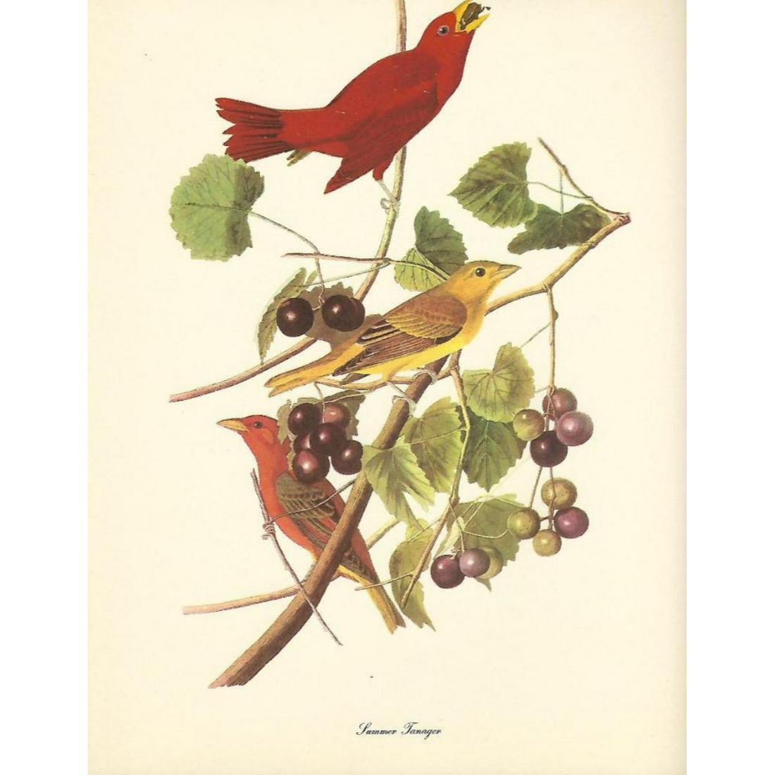 c1950 Audubon Print, Summer Tanager: c1950 Audubon print, Summer Tanager - vintage print, from the collection, " Audubon - Fifty Selections With Commentaries by Roger Tory Peterson". 9" X 12" print size. Comes with 11" X 14" mat board.