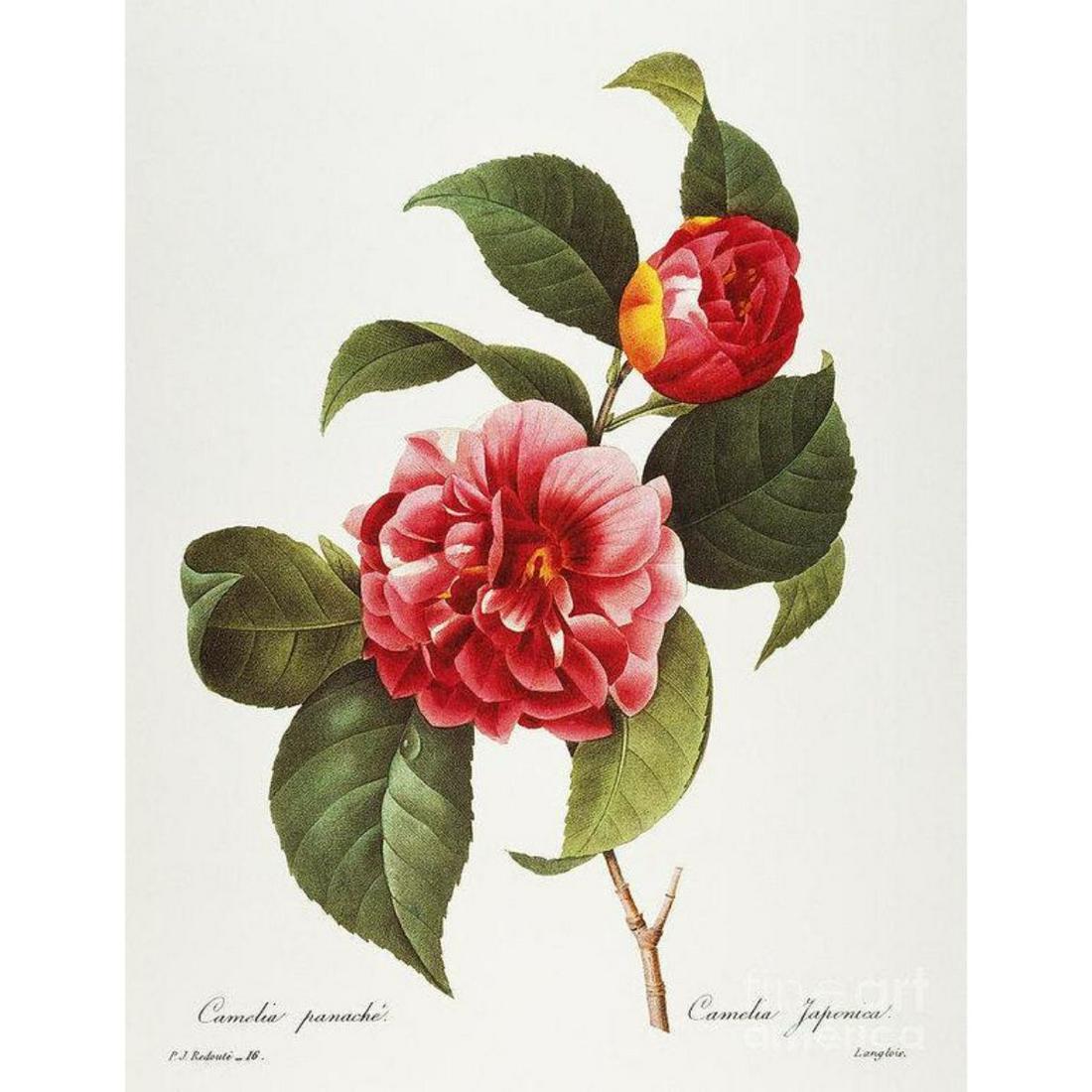 After Pierre-Jospeh Redoute, Floral Print, #16 Camelia: Modern print, after Pierre-Joseph Redoute ( French 1759-1840 ) Original Redoute stipple engravings with hand-coloring bring thousands of dollars per print. This modern re-print was created in the 1980