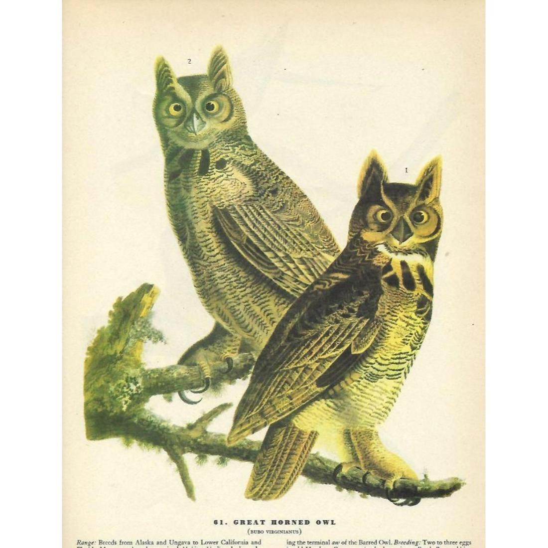 c1946 Audubon Print, #61 Great Horned Owl: John James Audubon, book plate print, # 61 Great Horned Owl, taken from a 1946 edition of "The Birds Of America". 8 1/2" X 11 1/2". Comes with 11" X 14" mat. 