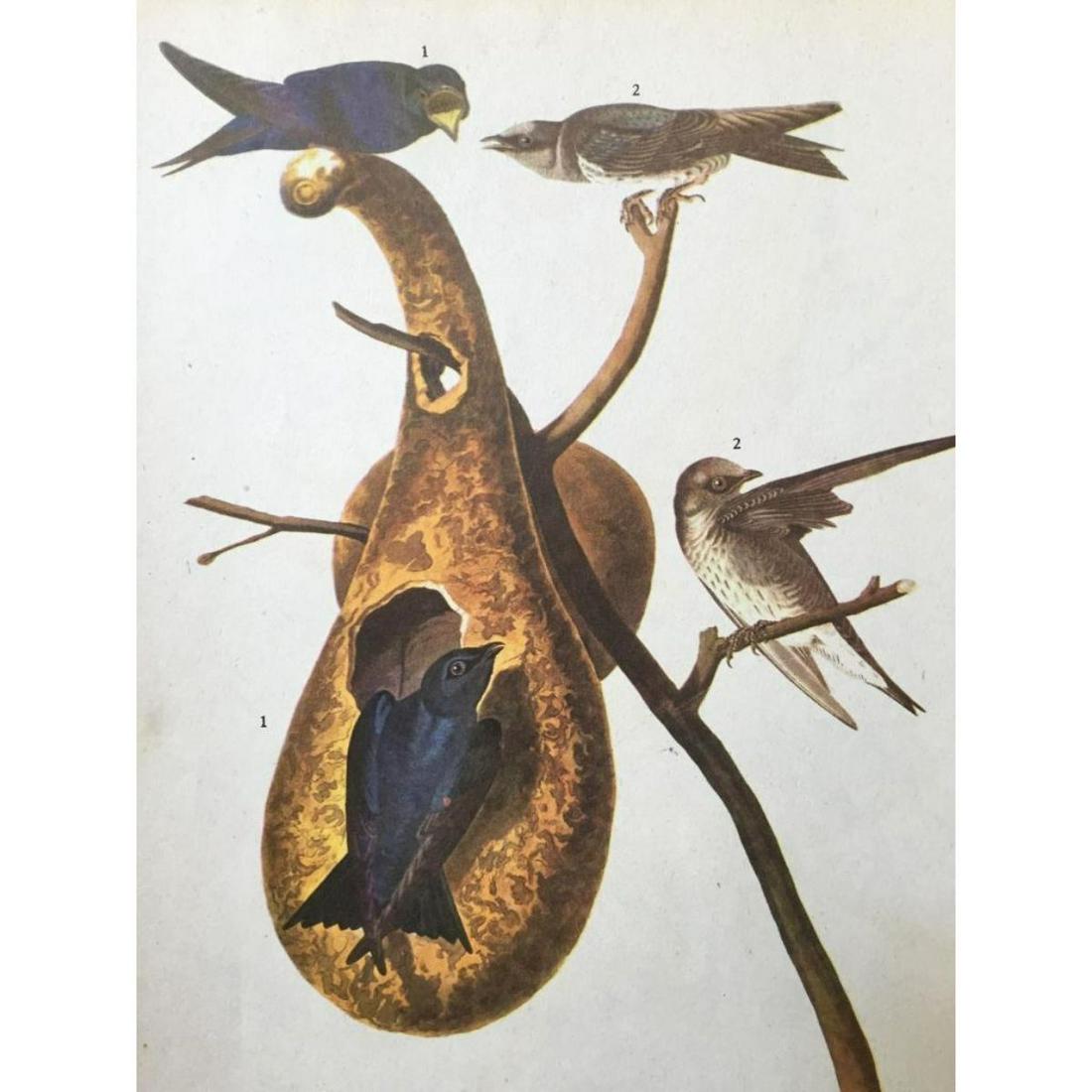 c1946 Audubon Print, #22 Purple Martin: John James Audubon book plate print, from a 1946 edition of "The Birds Of America". #22 Purple Martin. 8 1/2" X 11 1/2". Comes with 11'x 14" mat.