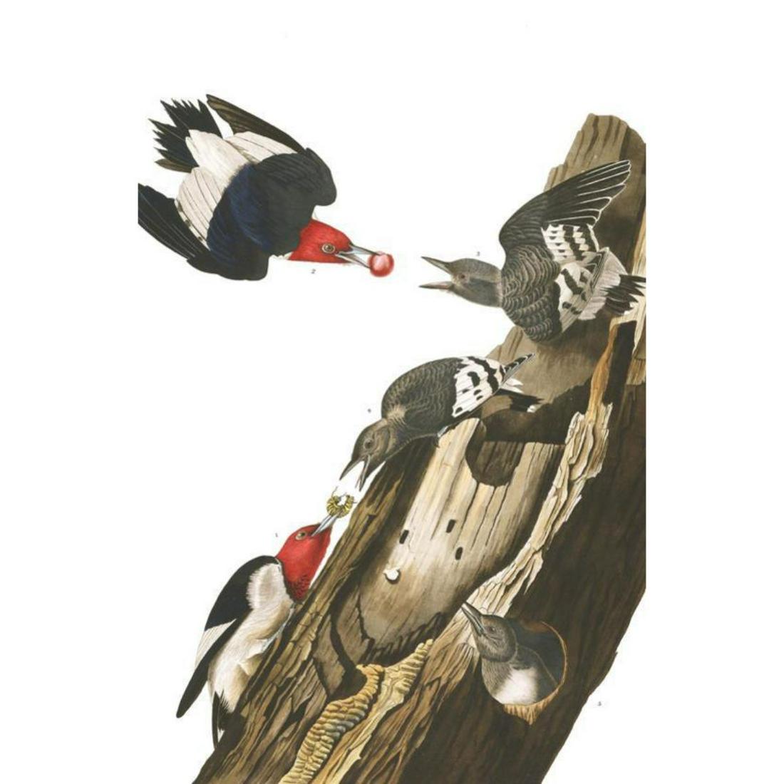 c1946 Audubon Print, #27 Red-Headed Woodpecker: John James Audubon, book plate print, # 27 Red-Headed Woodpecker, taken from a 1946 edition of "The Birds Of America". 8 1/2" X 11 1/2". Comes with 11" X 14" mat. 